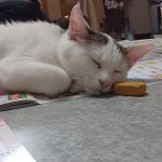 うちのモカちゃん