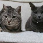 アメショウ＆ロシアンブルー