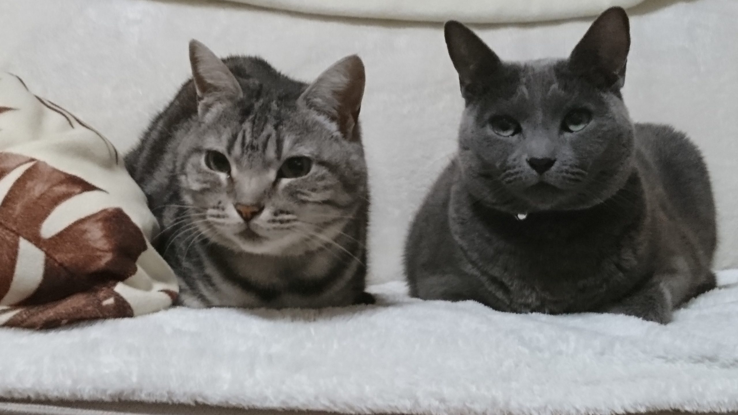 アメショウ＆ロシアンブルー