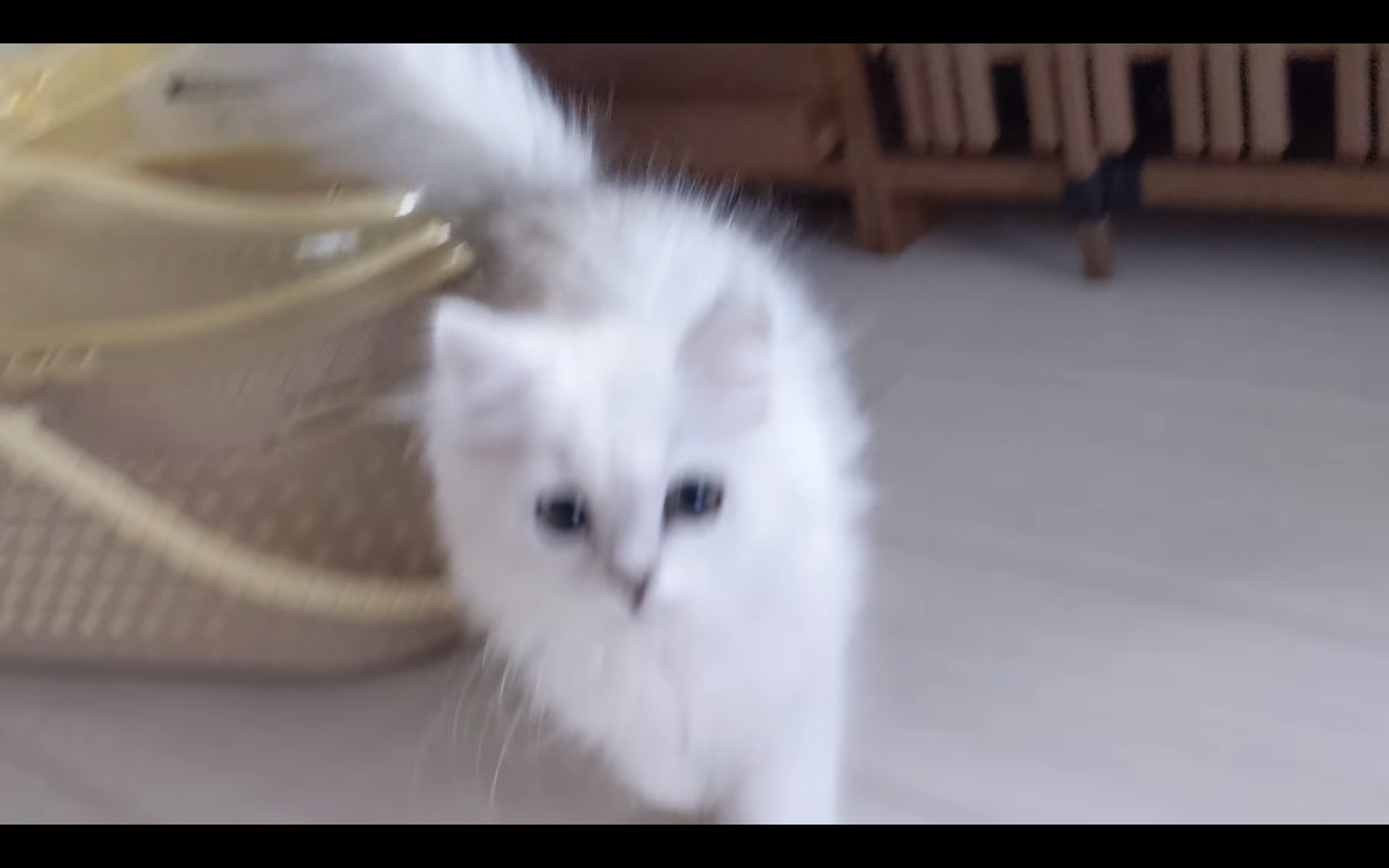 ペルシャ猫のロク