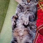 ククちゃん