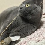 ブリテッシュショートヘアー　まむ