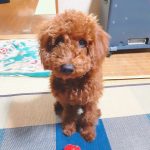 可愛い愛犬タロー