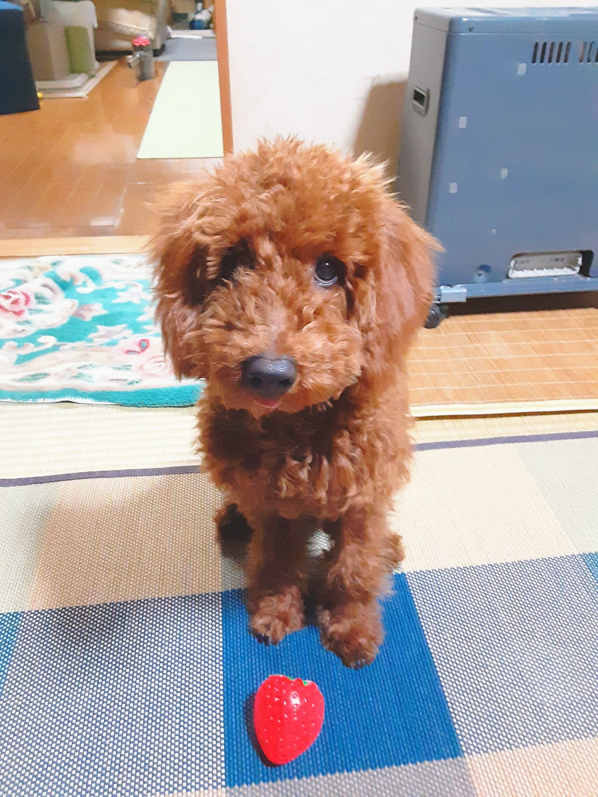 可愛い愛犬タロー
