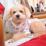 可愛いくておとなしいはなちゃん