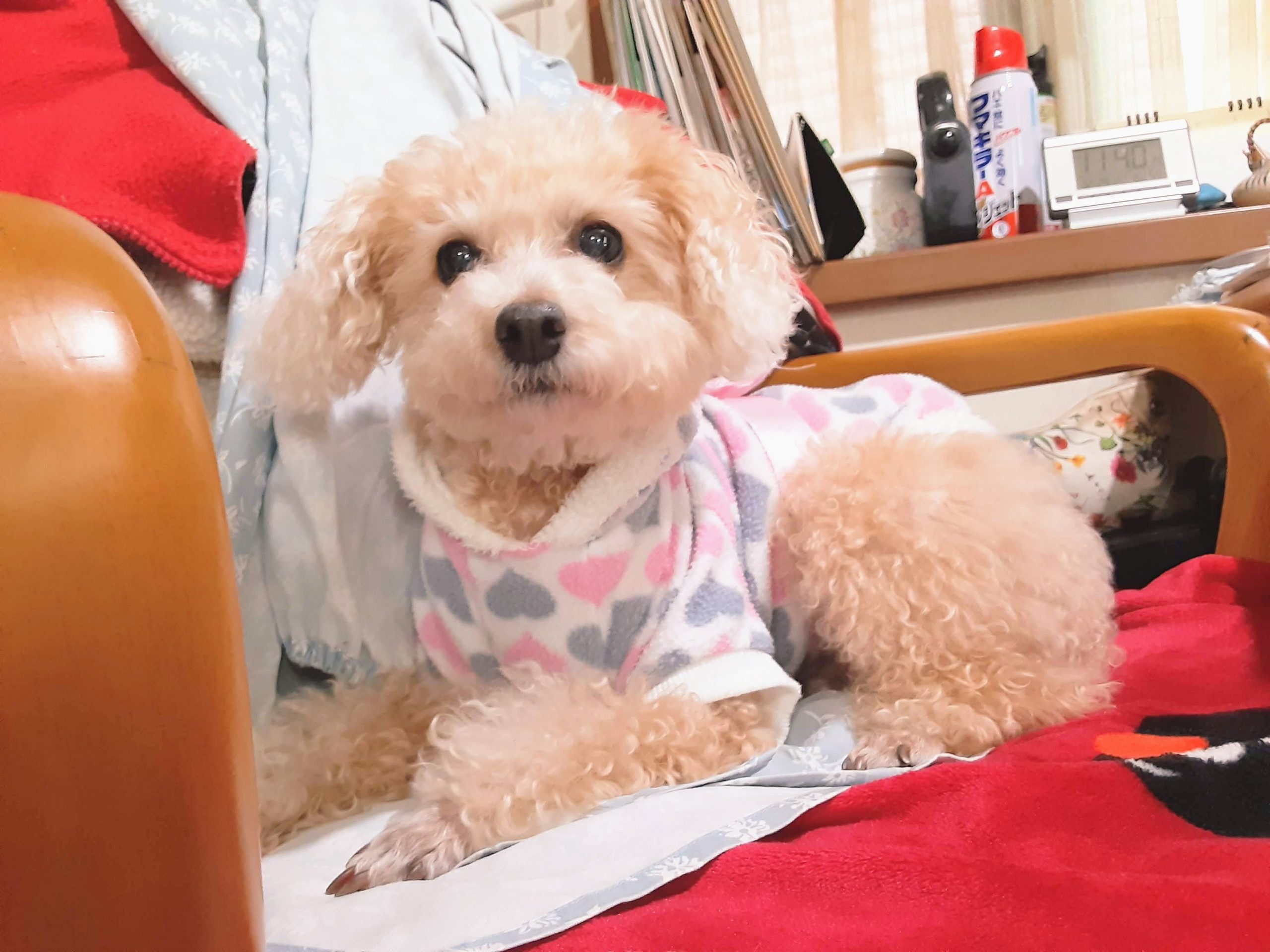 可愛いくておとなしいはなちゃん