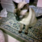 家の自慢の猫♡シャム