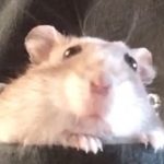 ハムスターのあられ！