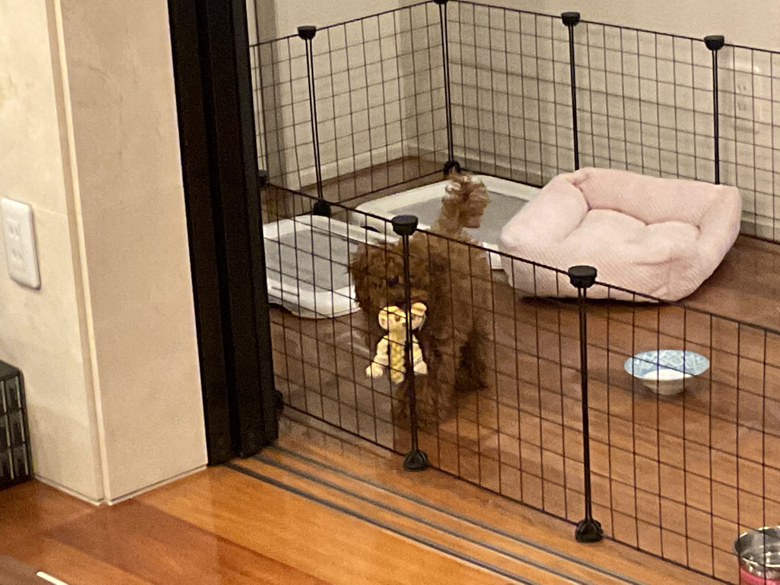 トイプードル　ひまわり
