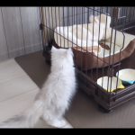 ペルシャ猫のロク