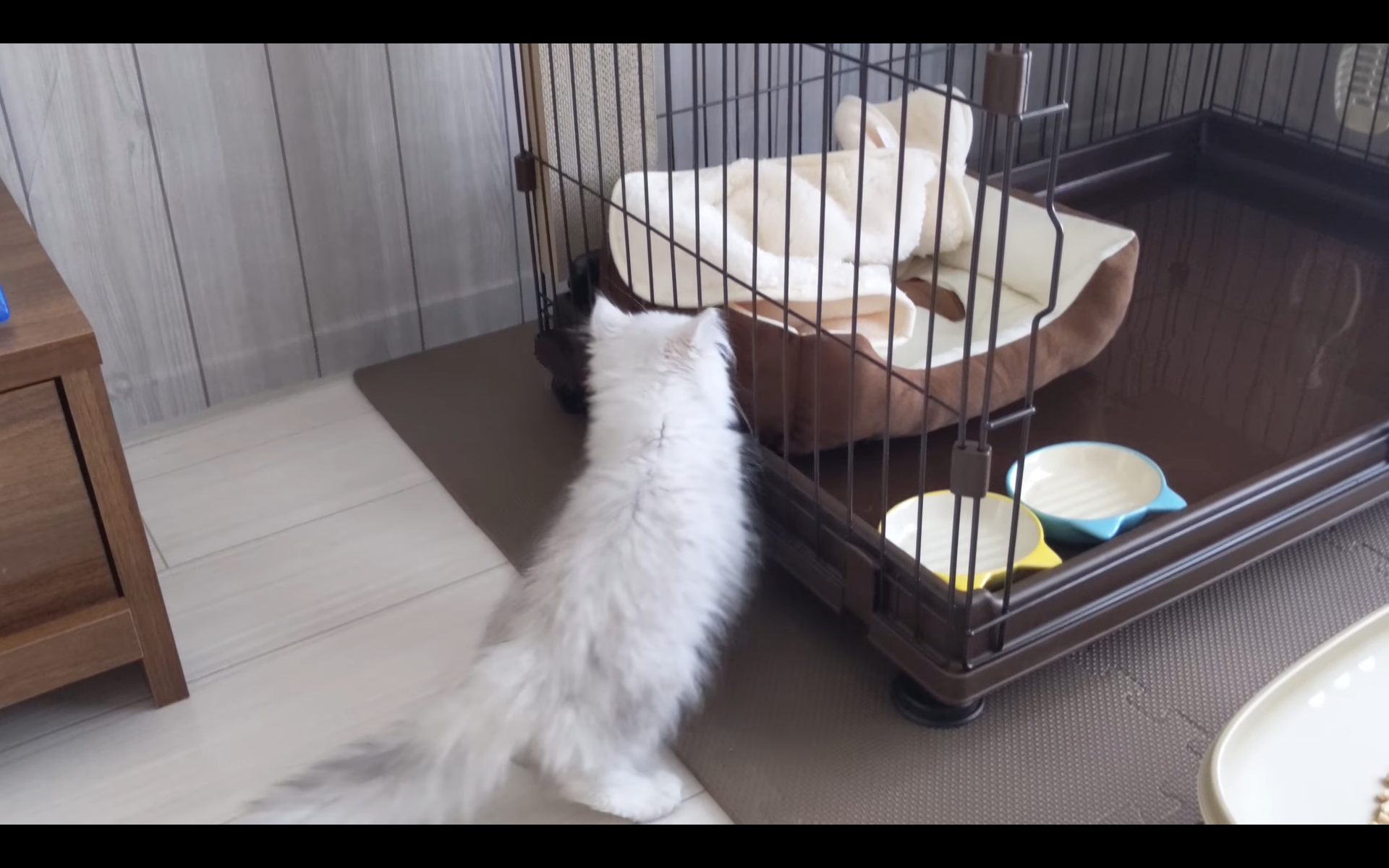ペルシャ猫のロク