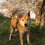 凛(りん)　柴犬