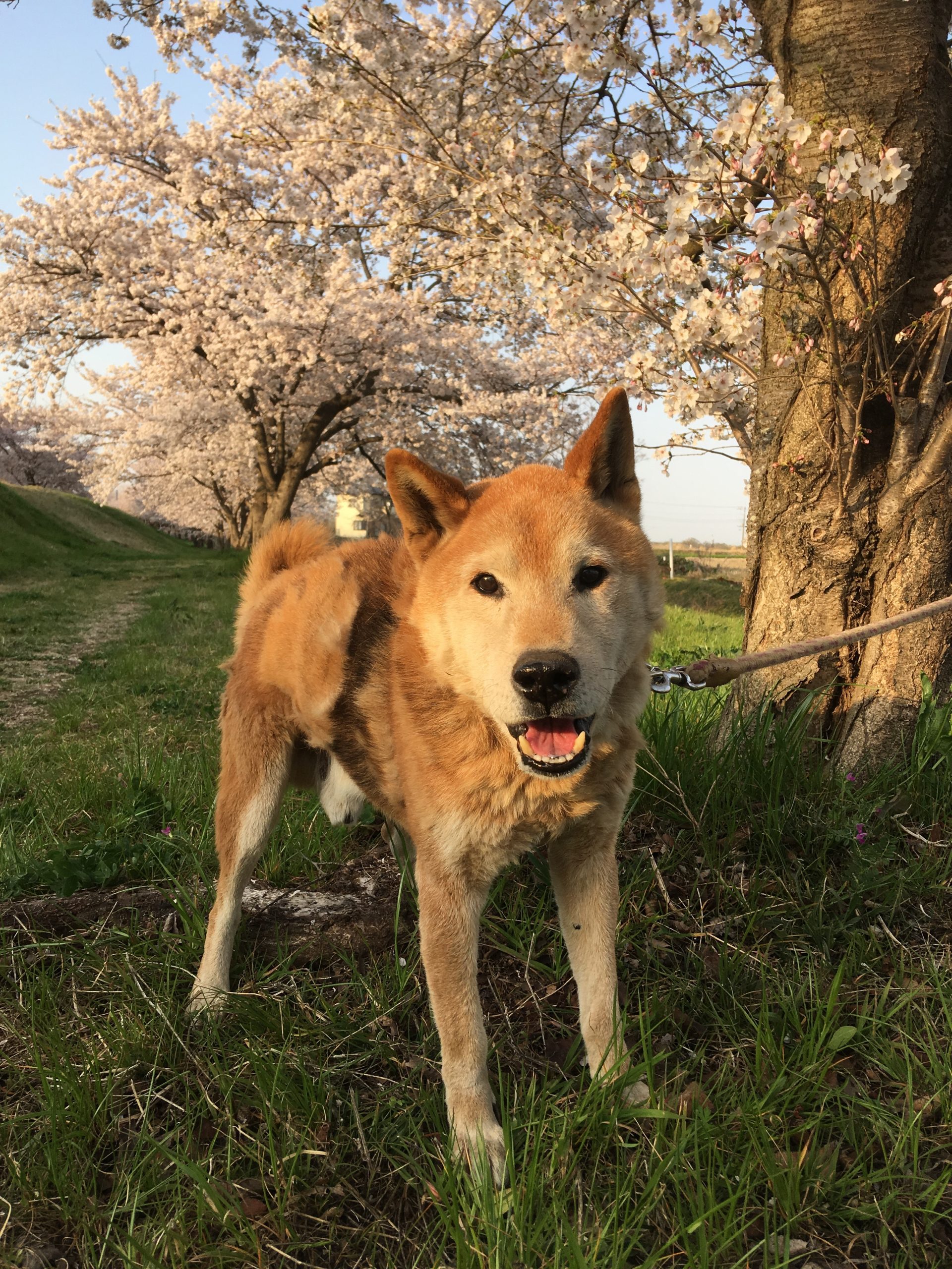 凛(りん) 柴犬