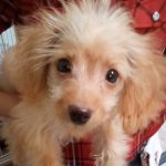 こぺちゃん