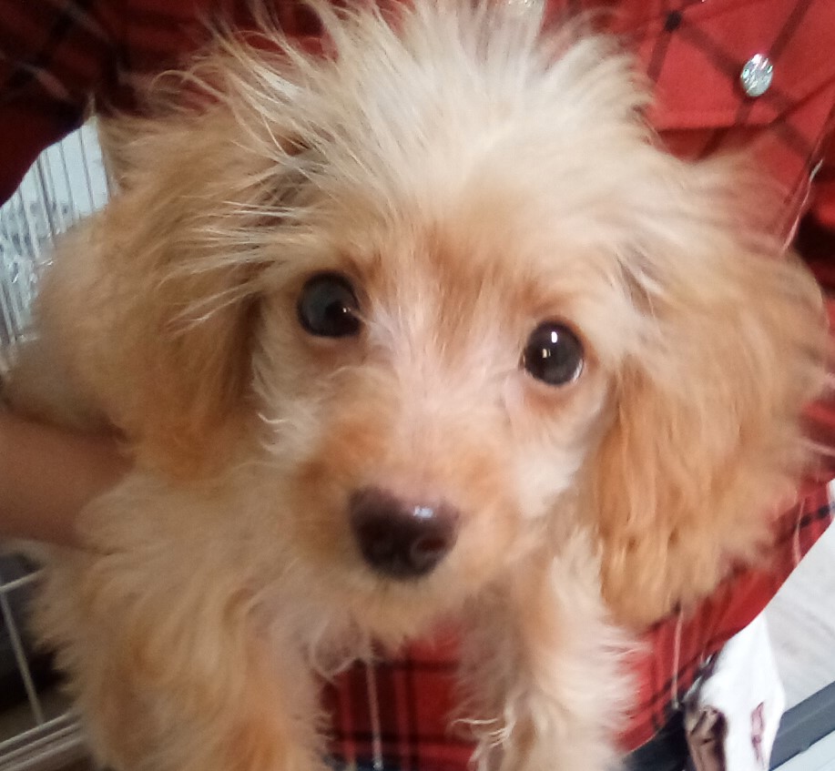こぺちゃん