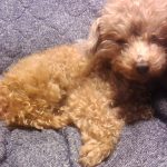 眠いの～～？ 可愛いねぇぇ！