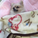 ポメラニアンのパフ