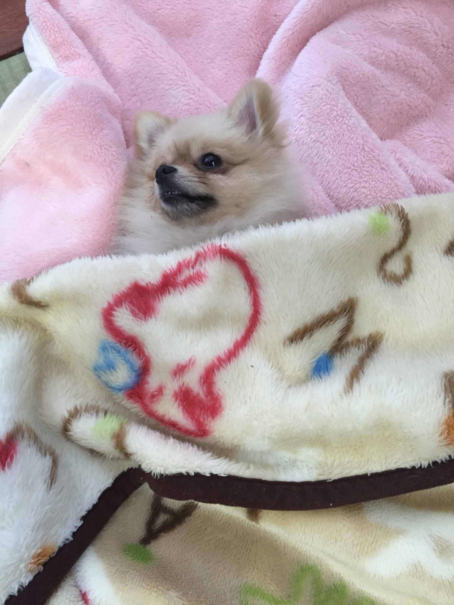 ポメラニアンのパフ