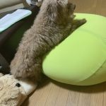 トイ・プードルのアンディー