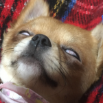 白目！