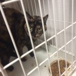 もちしお さび猫