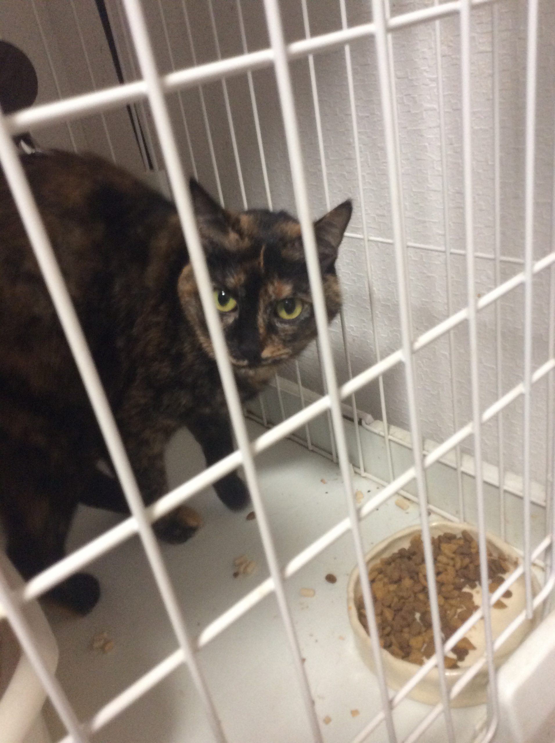 もちしお さび猫