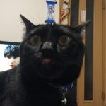 黒潮 黒猫