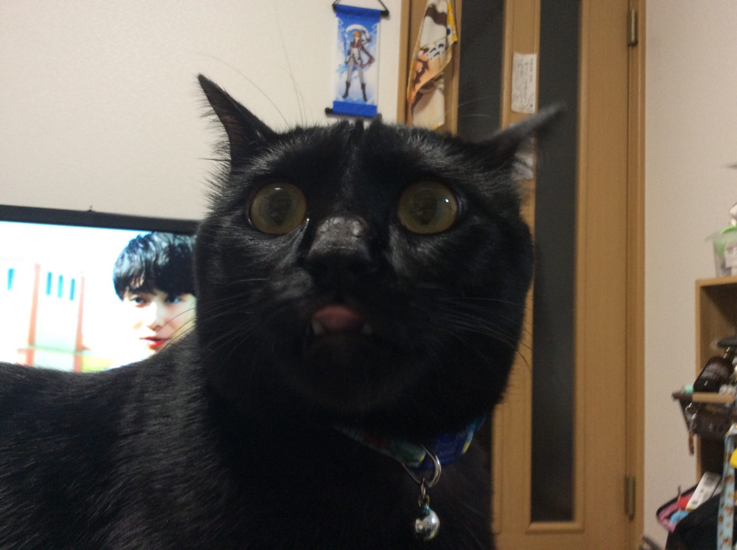 黒潮 黒猫