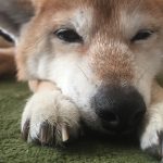 豆柴のはなこです！！！