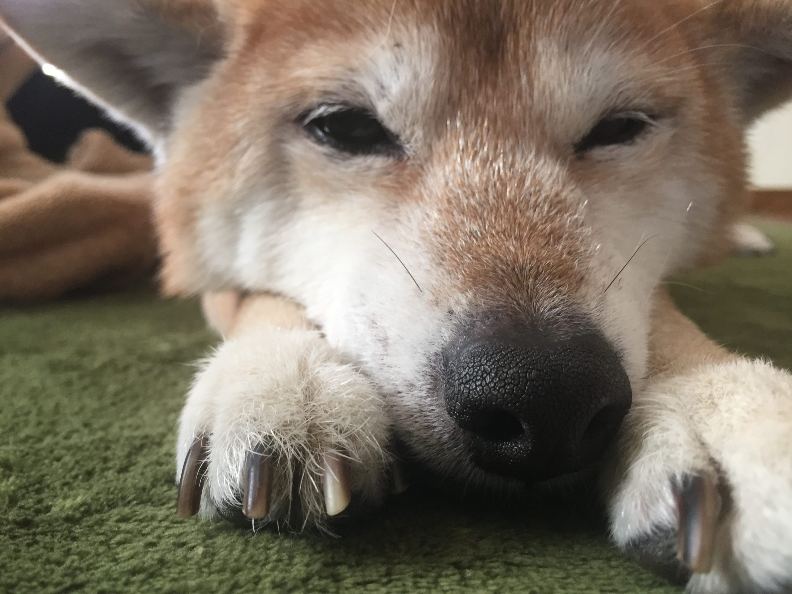 豆柴のはなこです!!!