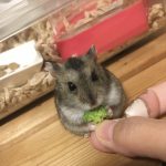 ハムスターです！