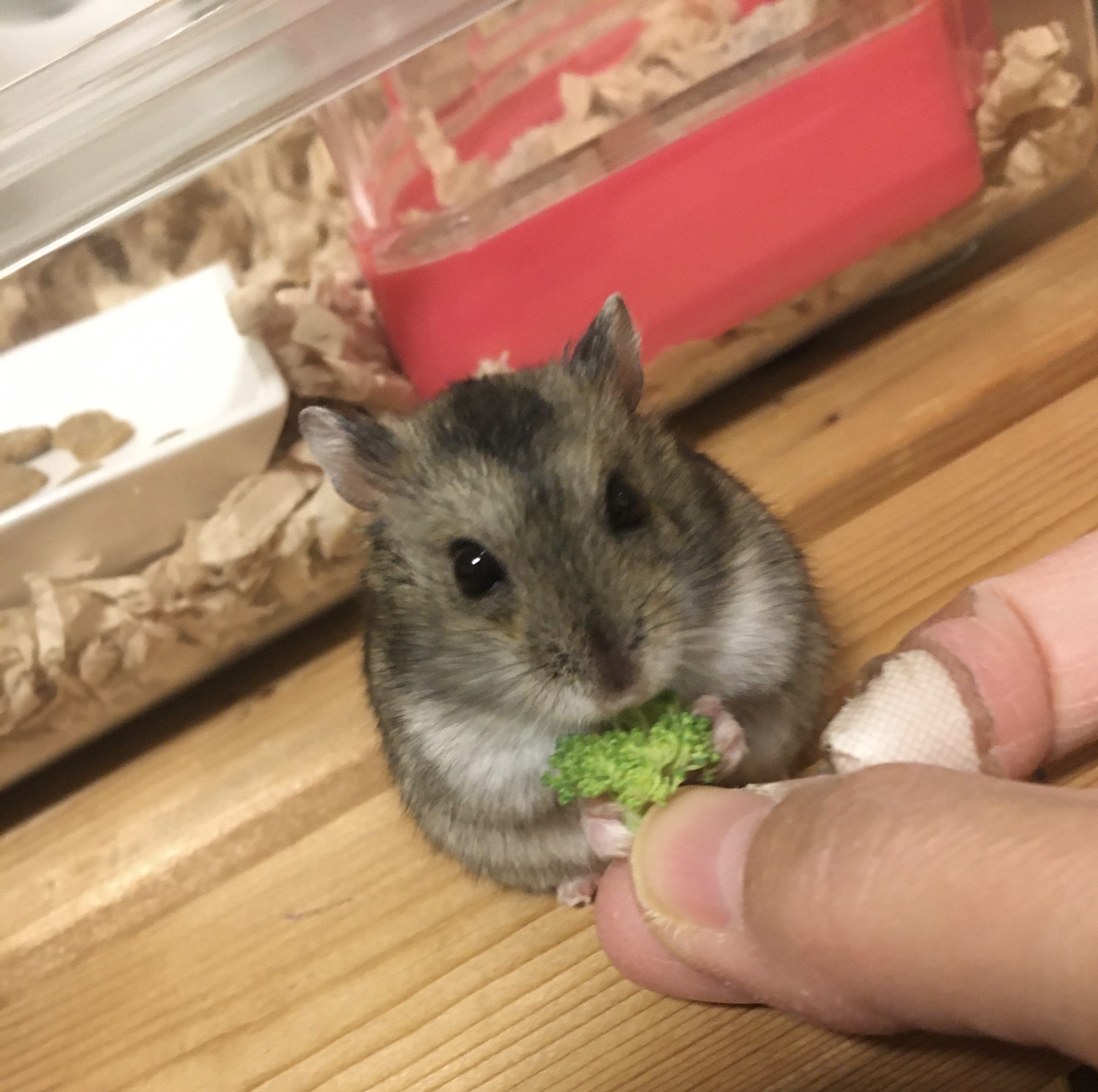 ハムスターです!
