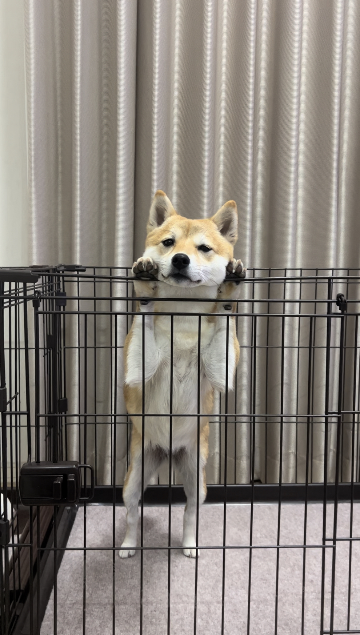 豆柴のまめこ!