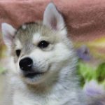 愛犬のエース！