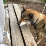 かっこいい四国犬のタイガー