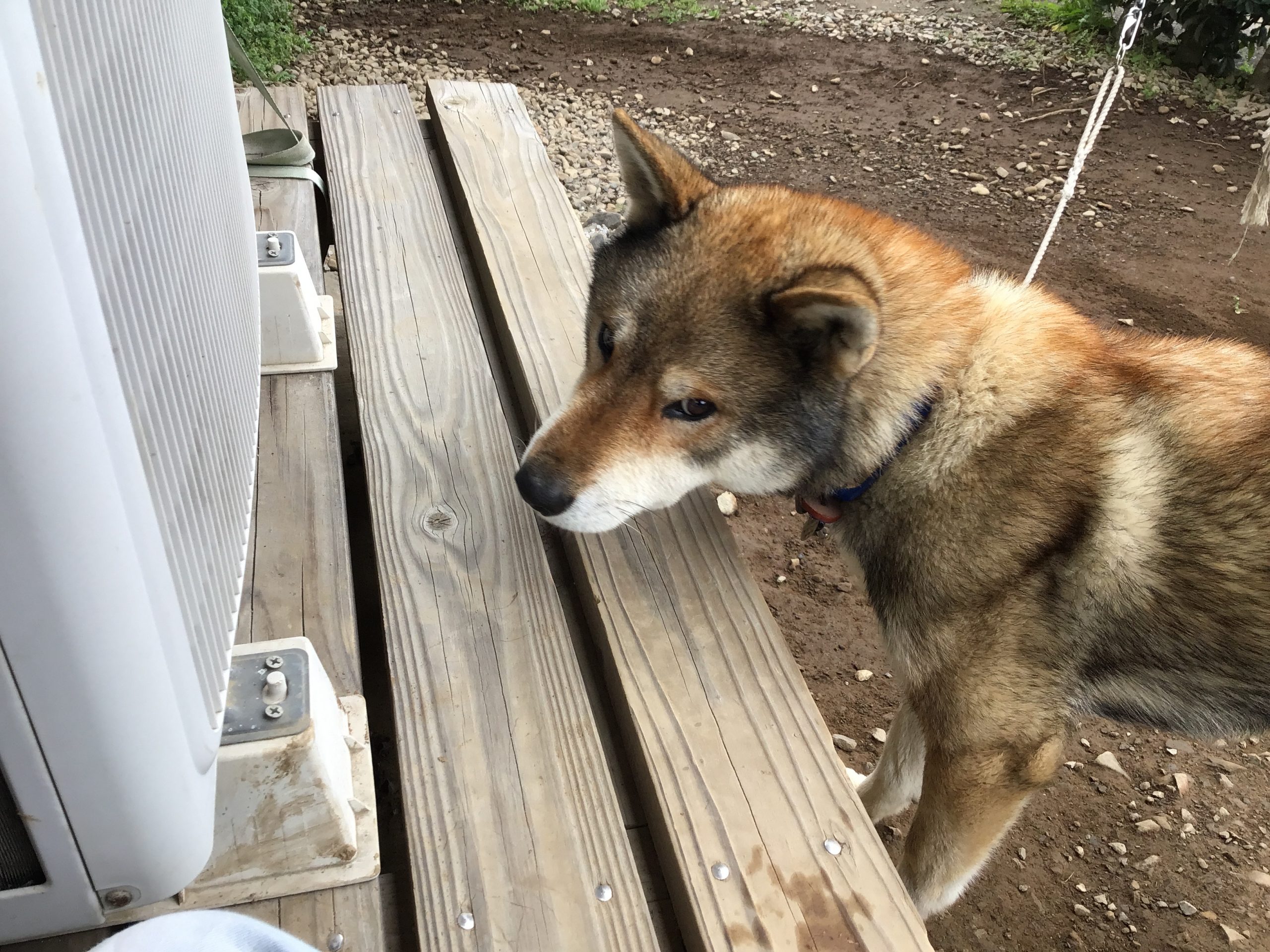 かっこいい四国犬のタイガー