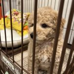 ティーカッププードルのふわです！