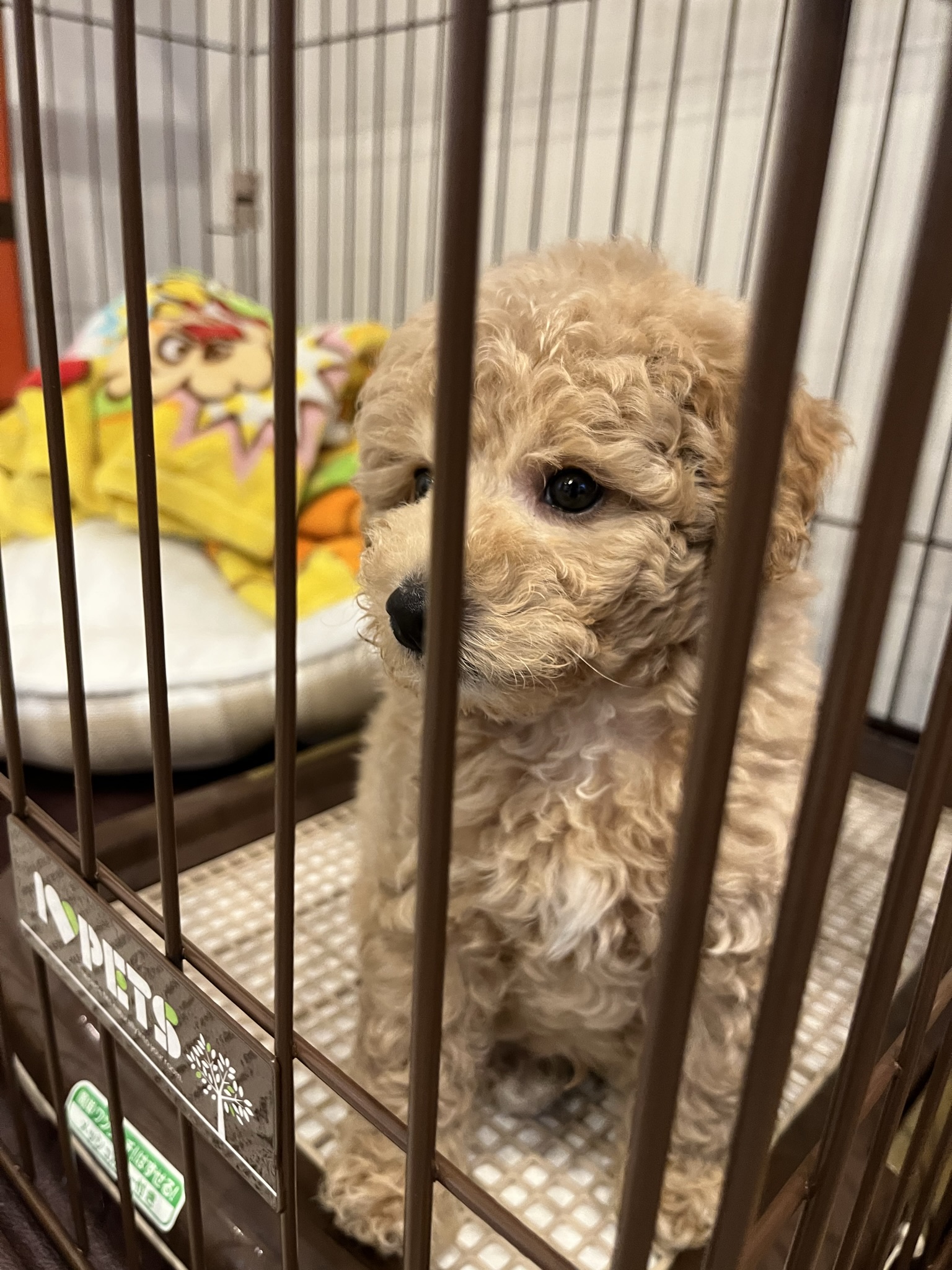 ティーカッププードルのふわです!