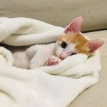 初めて飼った猫 小鉄