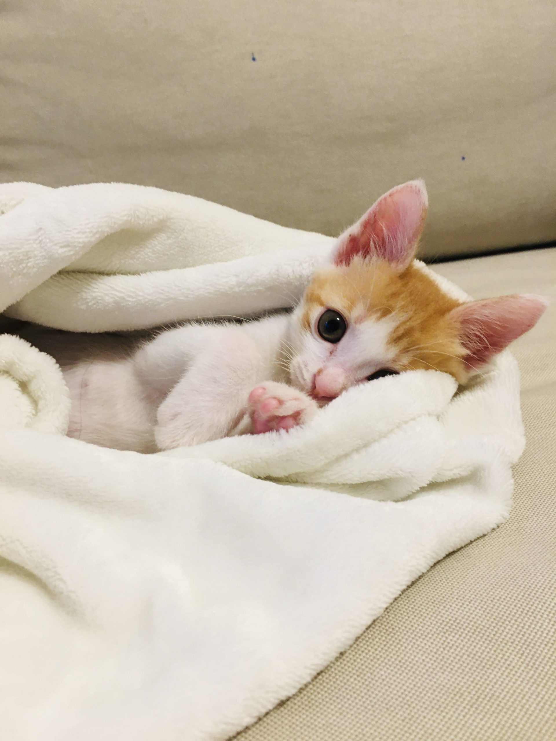 初めて飼った猫 小鉄