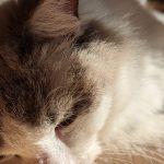 元野良猫！いのちを紡いだつむぎちゃん！！