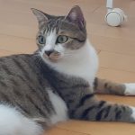 世界一かわいい猫！