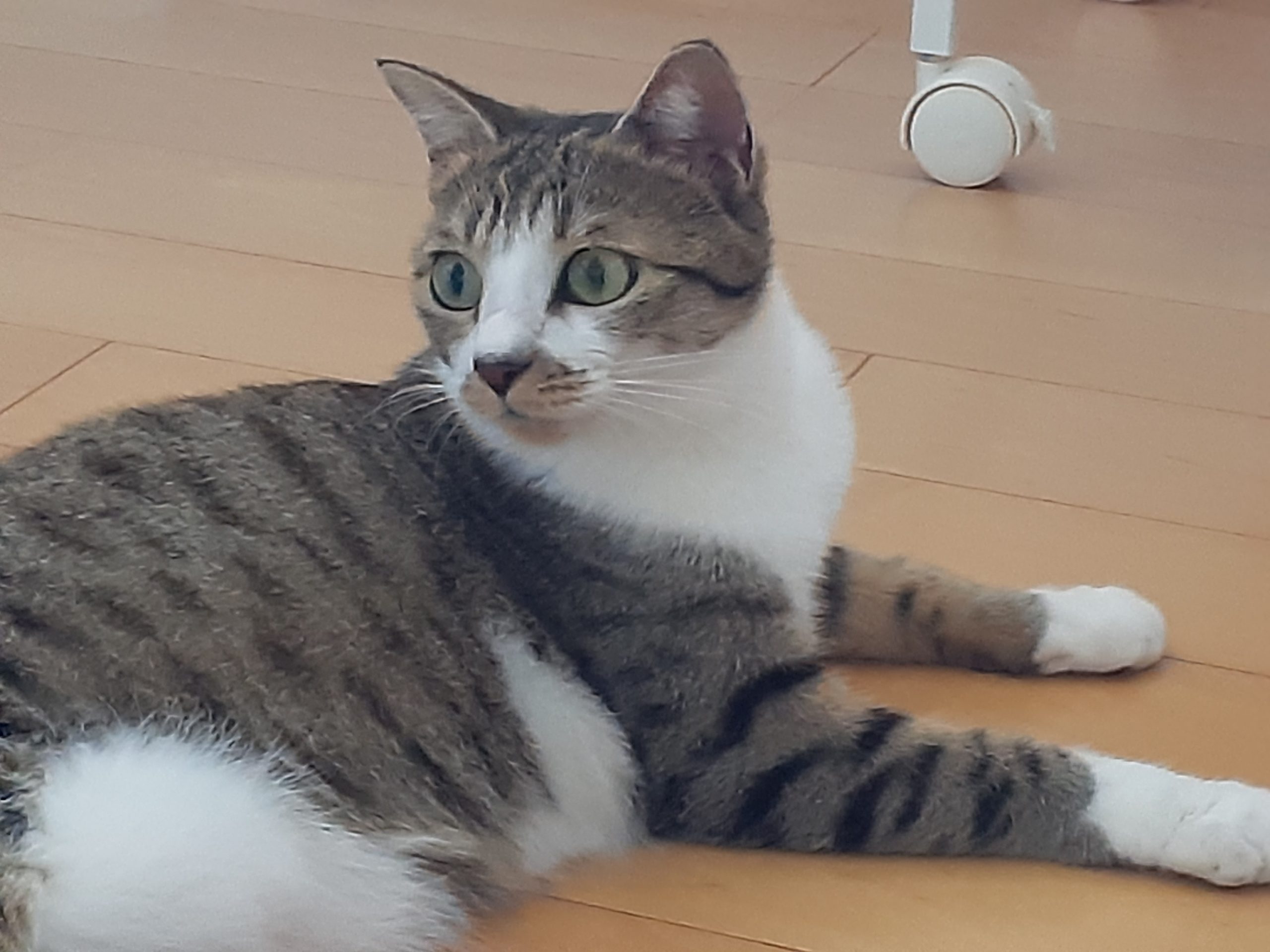 世界一かわいい猫!