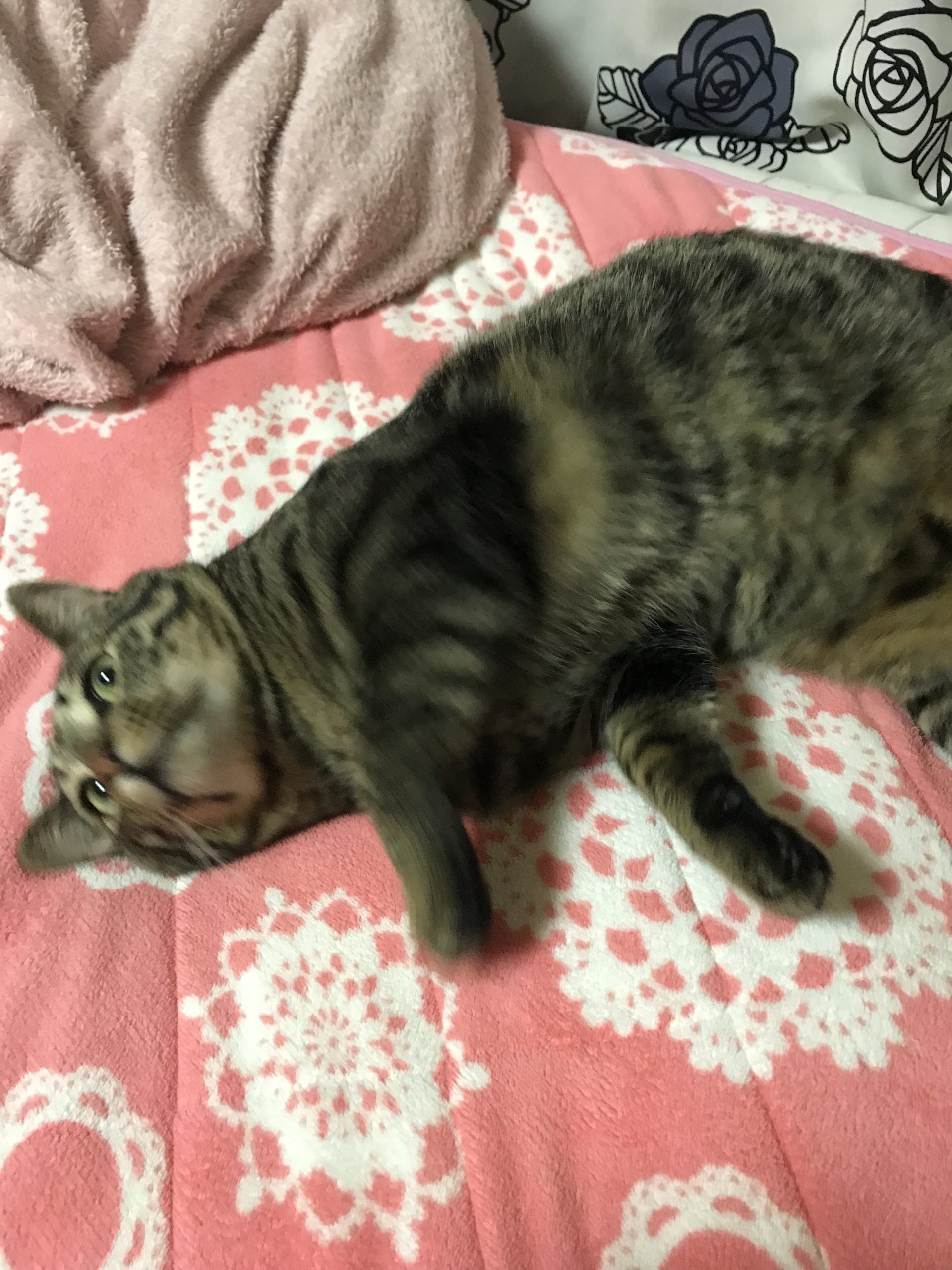 トラ