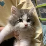可愛い猫