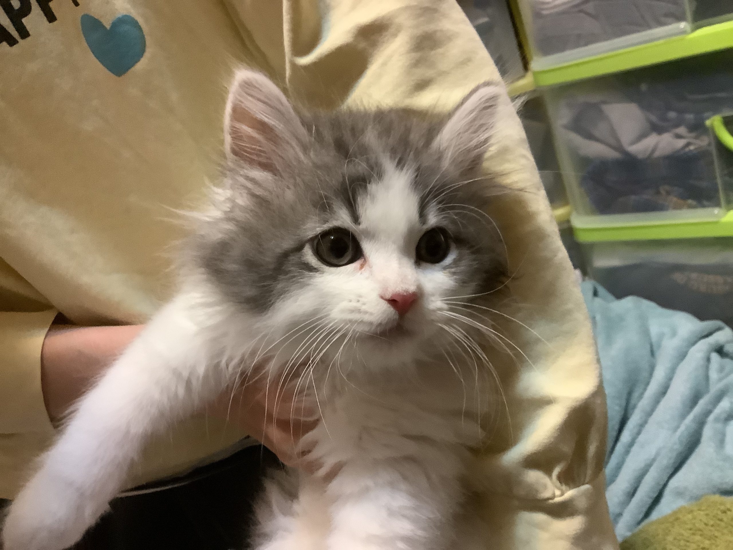可愛い猫