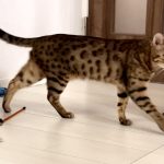 ベンガル猫のチロちゃん!!