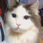 私の猫ちゃん(・∀・)