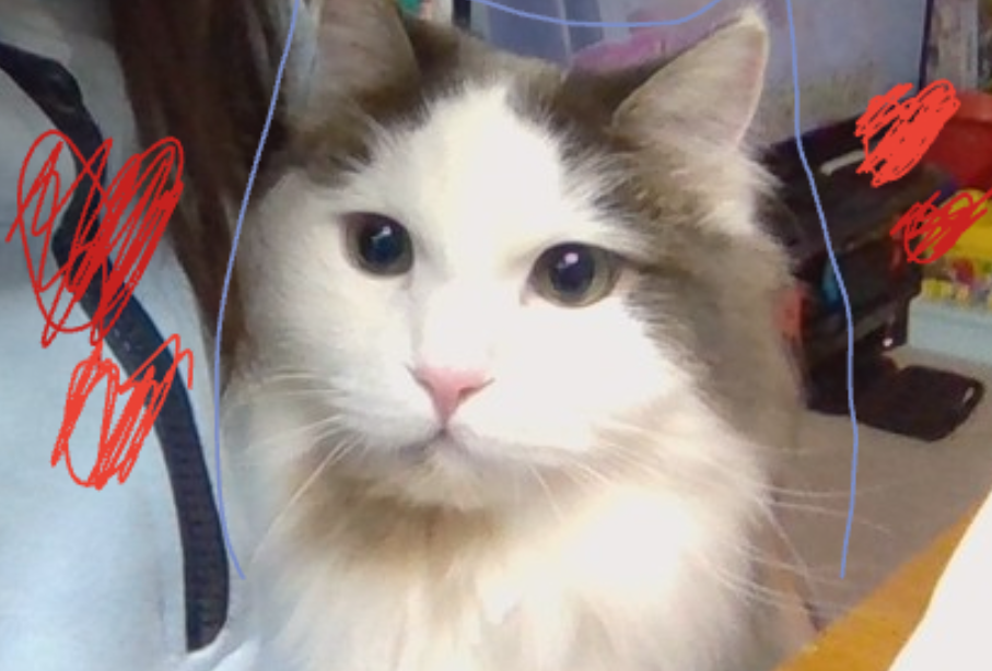 私の猫ちゃん(・∀・)