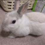 みるくちゃん！